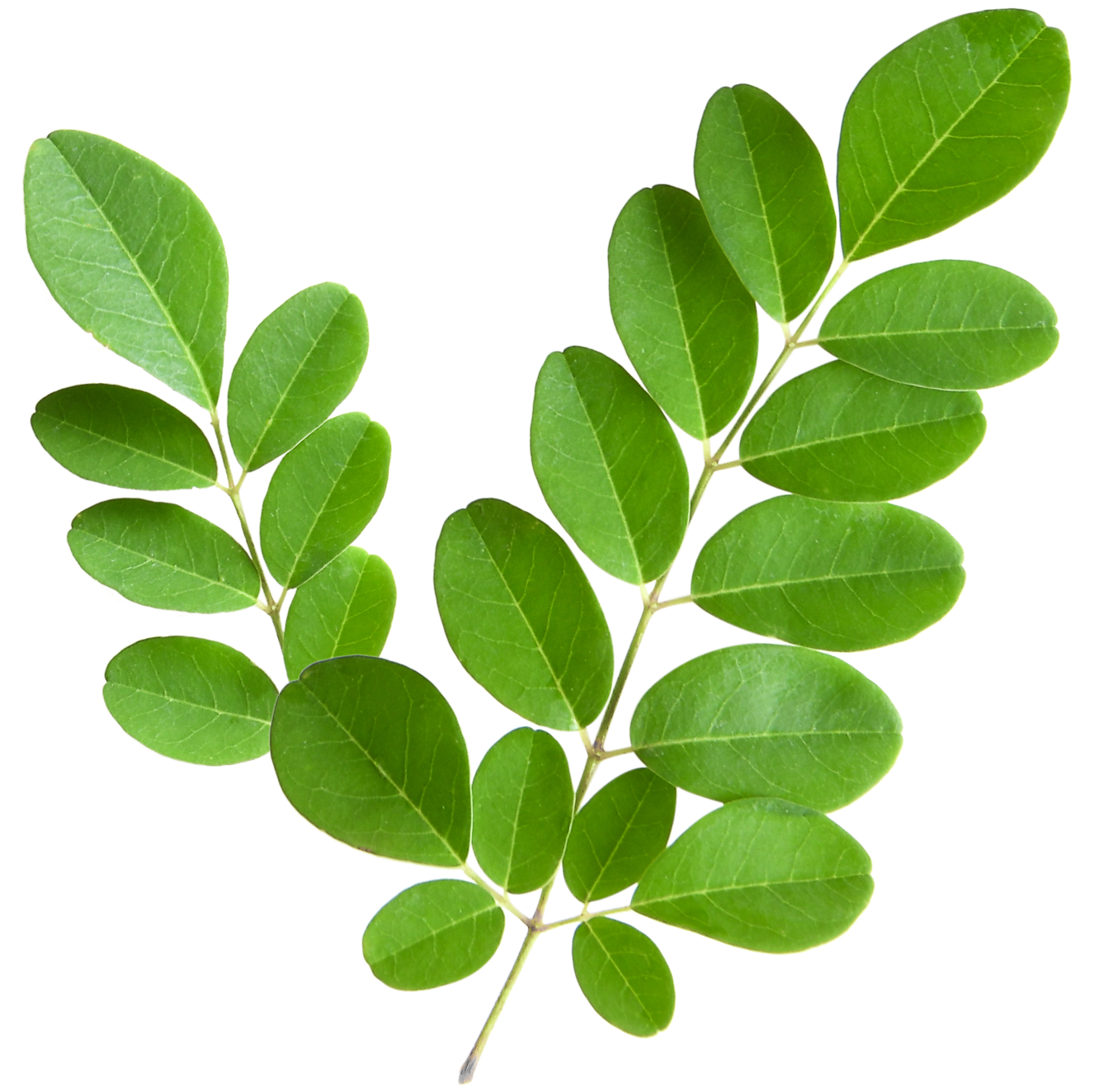 moringa-oleifera-extract-dlbs